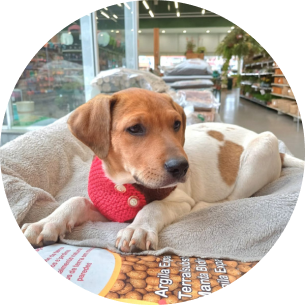 Tobby, um cão caramelo e branco deitado em uma coberta em um petshop