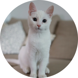 gato Floquinho Floquinho, um gato branco sentado em um sofá