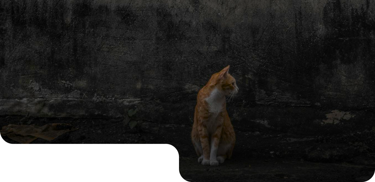 Gato laranja perdido em um local escuro