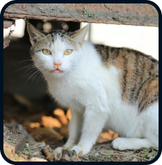 Gata com a pelagem branca e marrom claro com manchas escuras, de olhos amarelos