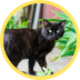 Gato preto de olhos claros