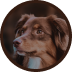 Cachorro de pelagem lisa, com olhos e pelos marrom