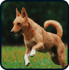Cachorro caramelo, com pelo branco próximo as patas