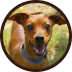 Cachorrinha vira-lata marrom, com olhos escuros