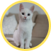 Gato branco de olhos cinzas