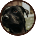 Cachorro preto com pelagem lisa e olhos pretos