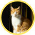 Gato laranja e branco