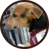 Cachorro com pelos caramelos e preto, olhos escuros