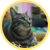 Gato malhado cinza