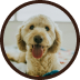 Cachorrinho com pelagem creme e orelhas caramelo
