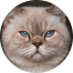 Gata com pelagem em tons creme