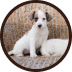 Cachorro filhote, com pelos brancos e machinhas marrons nas oelhas e proximidades