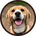 Cachorra sorridente da cor caramelo claro, olhos escuros e pelos brancos na região do focinho e pescoço