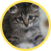 Gato filhote cinza malhado,com olhos escuros