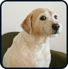 Cachorro com pelagem caramelo claro e olhos escuros