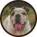Cachorro branco com manchinhas e orelhas marrons