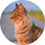 Gato alaranjado em um por do sol