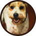 Cachorrinho com pelos claros e manchinhas caramelo
