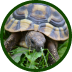 Tartaruga pequena de casco mesclado